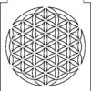 Haliros8